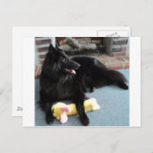 Carte Postale Berger belge près de la cheminée (Devant / Derrière)