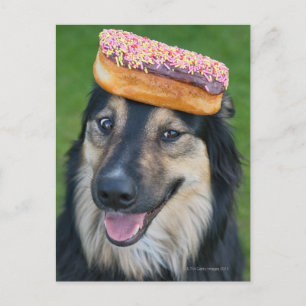 Carte Postale Berger de race mixte avec beigne sur la tête