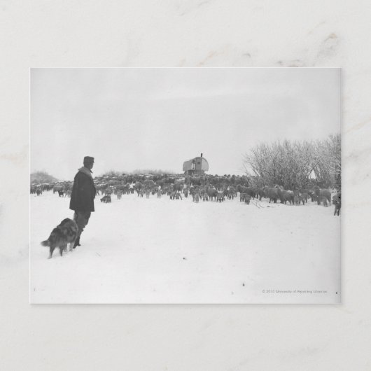 Carte Postale Berger et chien au camp des moutons (Devant)