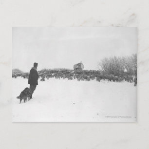 Carte Postale Berger et chien au camp des moutons