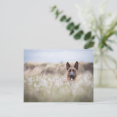 Carte Postale Berger hollandais dans la mare (Debout devant)