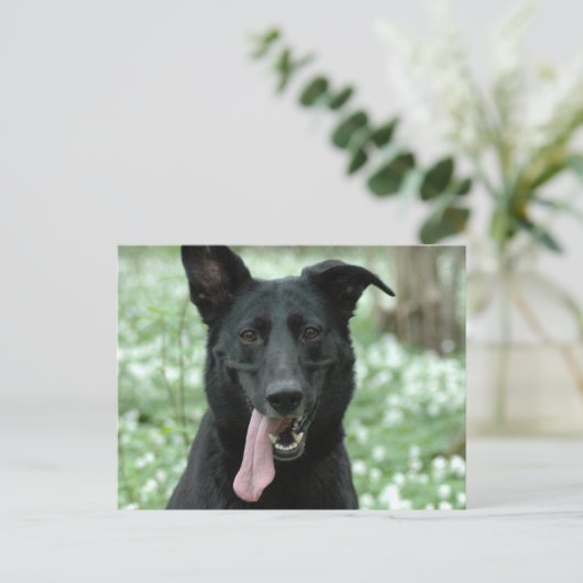 Carte postale Berger noir (Debout devant)