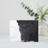 Carte Postale Berger noir allemand (Debout devant)