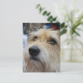 Carte postale Berger Picard (Debout devant)