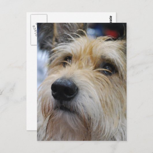 Carte postale Berger Picard (Devant / Derrière)