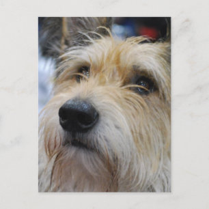 Carte postale Berger Picard