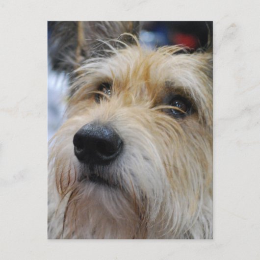 Carte postale Berger Picard (Devant)