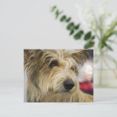 Carte postale Berger Picard Dog (Debout devant)