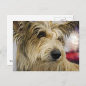 Carte postale Berger Picard Dog (Devant / Derrière)