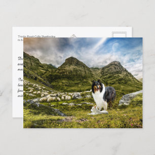 Carte Postale Berger Tricolor Rough Collie - Collectif