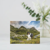 Carte Postale Berger Tricolor Rough Collie - Collectif (Debout devant)
