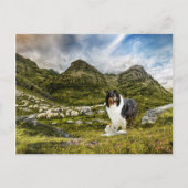 Carte Postale Berger Tricolor Rough Collie - Collectif (Devant)