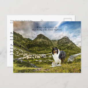 Carte Postale Berger Tricolor Rough Collie - Collectif