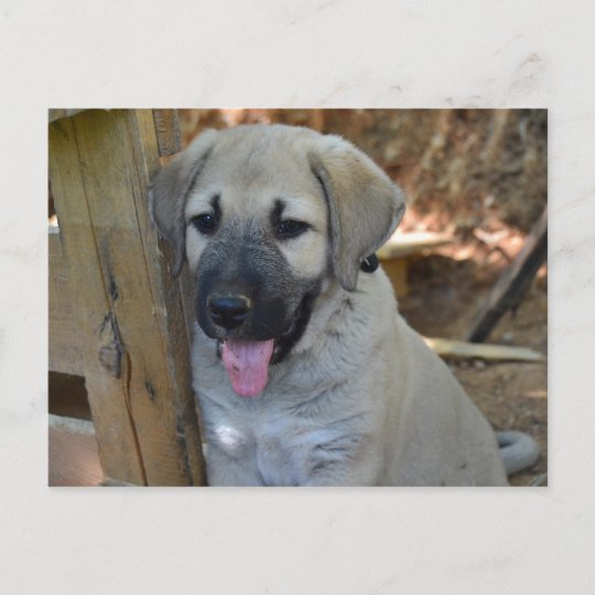 Carte Postale Berger Turc Kangal Puppy Zazzle Be