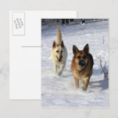 Carte Postale Bergers allemands en courant dans la neige (Devant / Derrière)