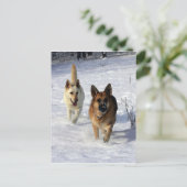 Carte Postale Bergers allemands en courant dans la neige (Debout devant)