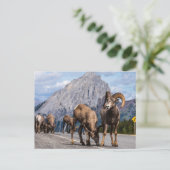 Carte Postale Bergers des Rocheuses (Debout devant)