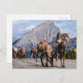 Carte Postale Bergers des Rocheuses (Devant / Derrière)