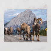 Carte Postale Bergers des Rocheuses (Devant)