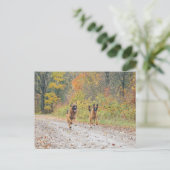 Carte Postale Bergers jumeaux allemands en feuilles d'automne (Debout devant)