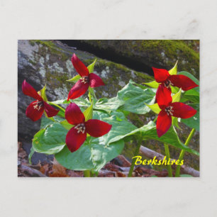 Carte Postale Berkshires Massachusetts Fleur sauvage Red Trilliu