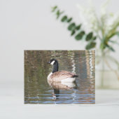 Carte Postale Bernache du Canada (Debout devant)