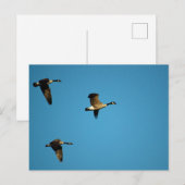 Carte Postale Bernaches du Canada  (Devant / Derrière)