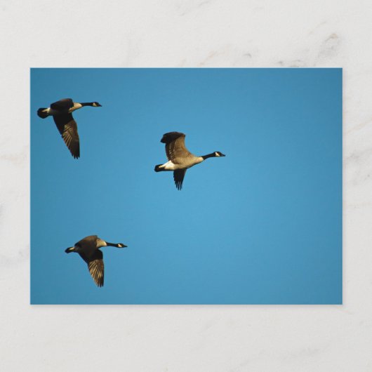 Carte Postale Bernaches du Canada  (Devant)