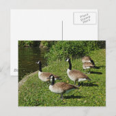 Carte Postale Bernaches du Canada À Côté Du Lac Roath Park, Card (Devant / Derrière)