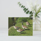 Carte Postale Bernaches du Canada À Côté Du Lac Roath Park, Card (Debout devant)