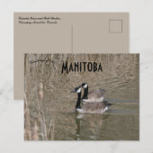 Carte Postale Bernaches du Canada et Russes à la taupe Winnipeg  (Devant / Derrière)