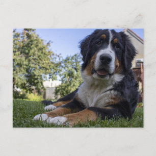 Carte Postale bernais chien de montagne ponte