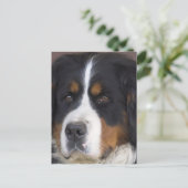 Carte postale Berner Sennenhund (Debout devant)