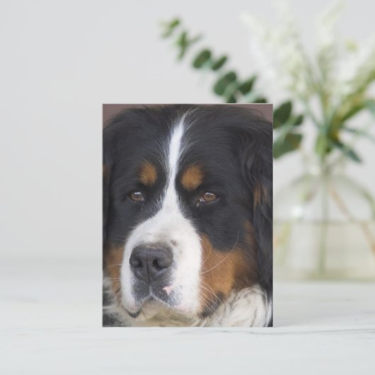 Carte postale Berner Sennenhund (Debout devant)