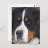 Carte postale Berner Sennenhund (Devant / Derrière)