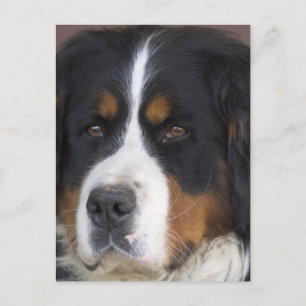 Carte postale Berner Sennenhund