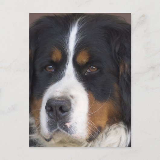 Carte postale Berner Sennenhund (Devant)