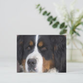 Carte postale Berner Sennenhund (Debout devant)
