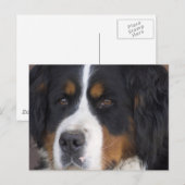 Carte postale Berner Sennenhund (Devant / Derrière)