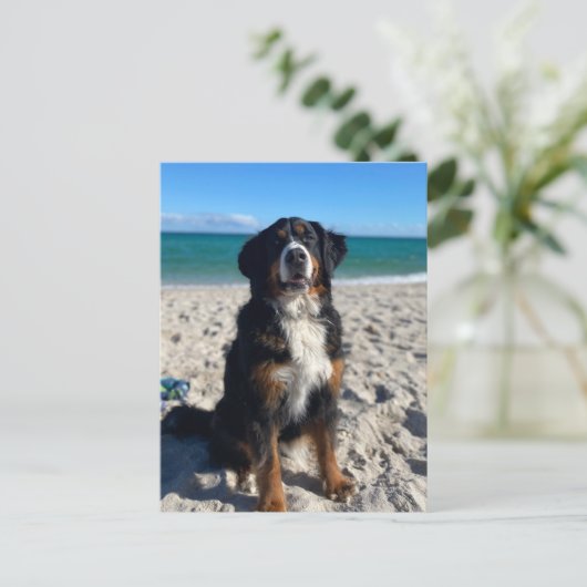 Carte Postale Bernese Mountain Dog (Debout devant)
