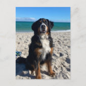 Carte Postale Bernese Mountain Dog (Devant)