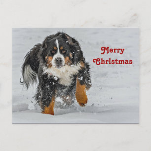 Carte Postale Bernese Mountain Dog Photo de neige Noël