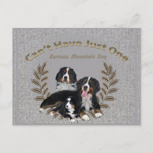 Carte Postale Bernese Mt. Dog ne peut pas avoir qu'un