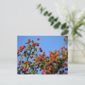Carte Postale Berries (Debout devant)