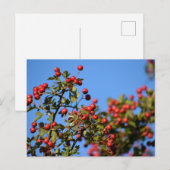 Carte Postale Berries (Devant / Derrière)