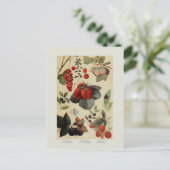 Carte Postale Berries (Debout devant)