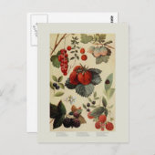 Carte Postale Berries (Devant / Derrière)