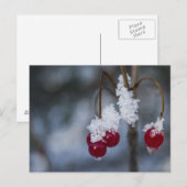 Carte Postale Berries congelées (Devant / Derrière)