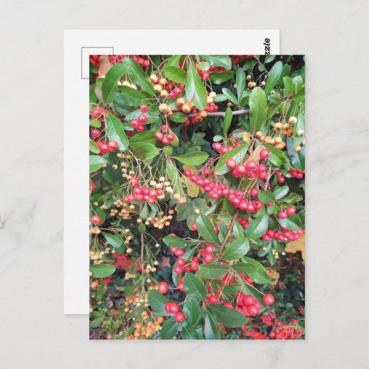 Carte Postale Berries dans le parc (Devant / Derrière)