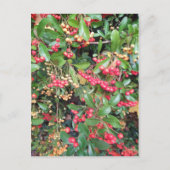 Carte Postale Berries dans le parc (Devant)